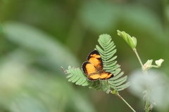 Tegosa