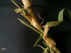 Cenchrus clandestinus