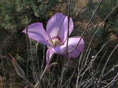 Calochortus macrocarpus