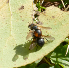 Gymnosoma rotundatum