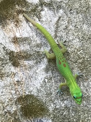 Phelsuma laticauda laticauda