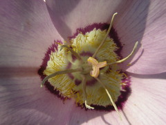 Calochortus macrocarpus