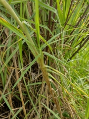 Cenchrus clandestinus