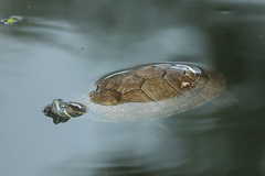 Trachemys venusta cataspila