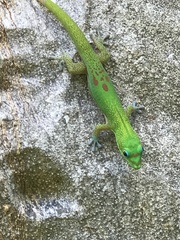 Phelsuma laticauda laticauda