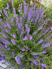 Salvia farinacea