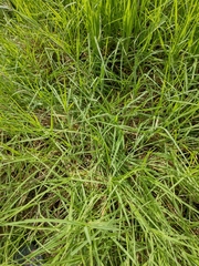 Cenchrus clandestinus