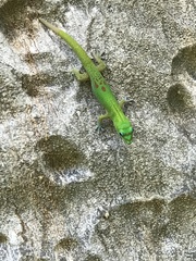 Phelsuma laticauda laticauda