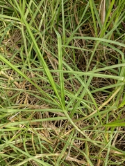 Cenchrus clandestinus