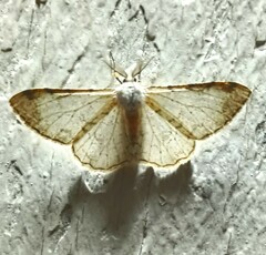 Thyrinteina arnobia