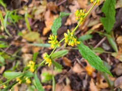 Solidago ouachitensis