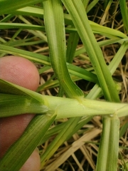 Cenchrus clandestinus