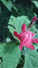 Malvaviscus arboreus