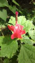 Malvaviscus arboreus