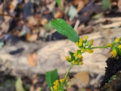Solidago ouachitensis