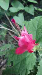 Malvaviscus arboreus