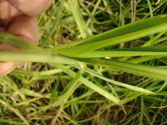 Cenchrus clandestinus