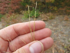 Aristida dichotoma
