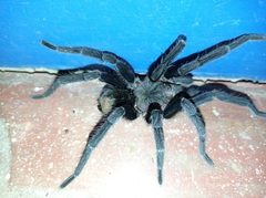 Aphonopelma steindachneri