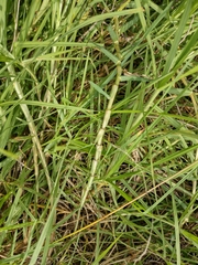 Cenchrus clandestinus