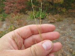 Aristida dichotoma