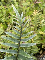 Athyriaceae