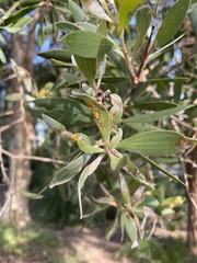 Austropuccinia psidii