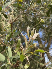 Austropuccinia psidii