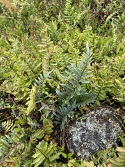 Athyriaceae