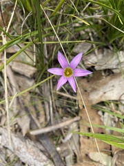 Romulea rosea