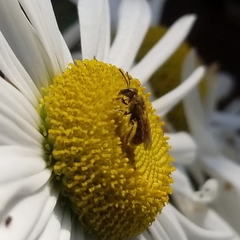 Lasioglossum pilosum