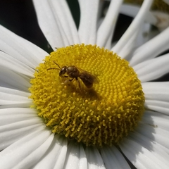 Lasioglossum pilosum