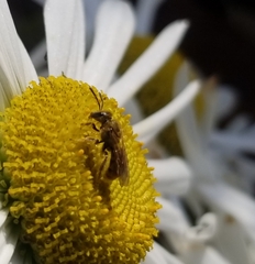 Lasioglossum pilosum