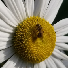 Lasioglossum pilosum