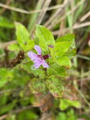 Cuphea carthagenensis