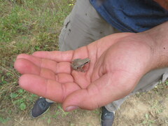 Pseudacris triseriata