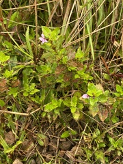 Cuphea carthagenensis