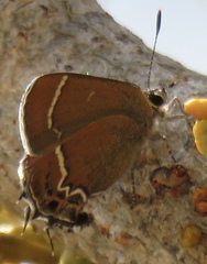Callophrys spinetorum