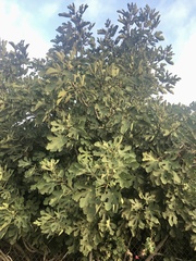 Ficus carica