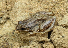 Pseudacris triseriata