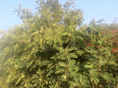 Ficus carica