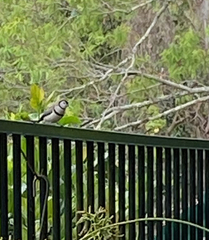 Stizoptera bichenovii