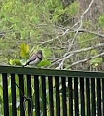 Stizoptera bichenovii