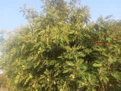 Ficus carica