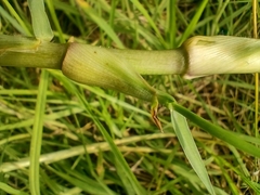 Cenchrus clandestinus