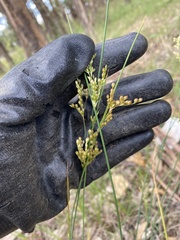 Juncus dichotomus