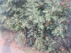 Ficus carica