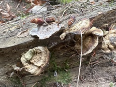 Veluticeps abietina