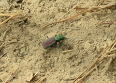Cicindela splendida