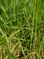 Cenchrus clandestinus